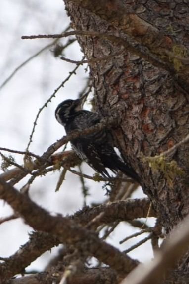 Picchio tridattilo  - Andreas Staiger