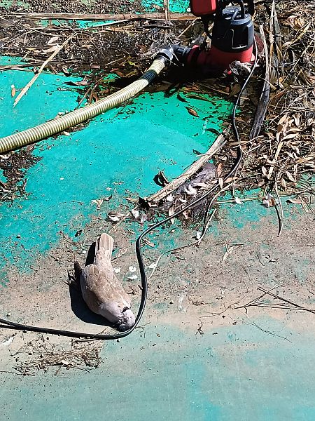 Tortora dal collare  - Erica Bonasera