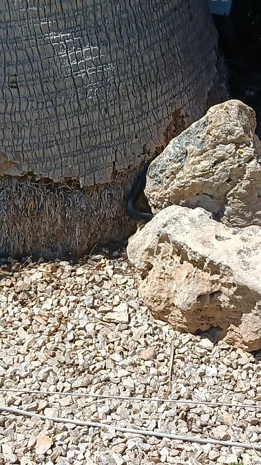 Natrice dal collare settentrionale  - Erica Bonasera