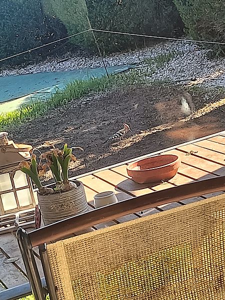 Upupa  - Erica Bonasera