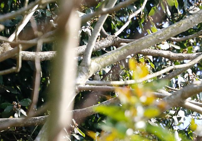 Luì di Hume  - Jan Bisschop