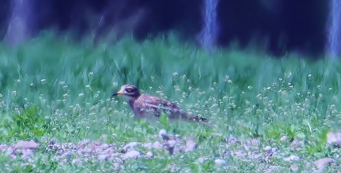 Eurasian Stone-curlew  - Wilfried Thöni