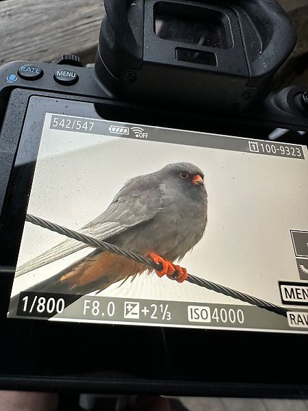 Falco cuculo  - Enrico Bevere