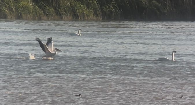 Pellicano comune  - Willem Van Rij