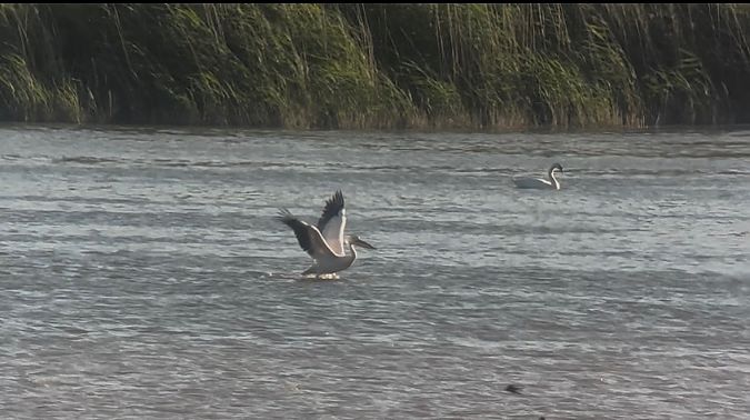 Pellicano comune  - Willem Van Rij