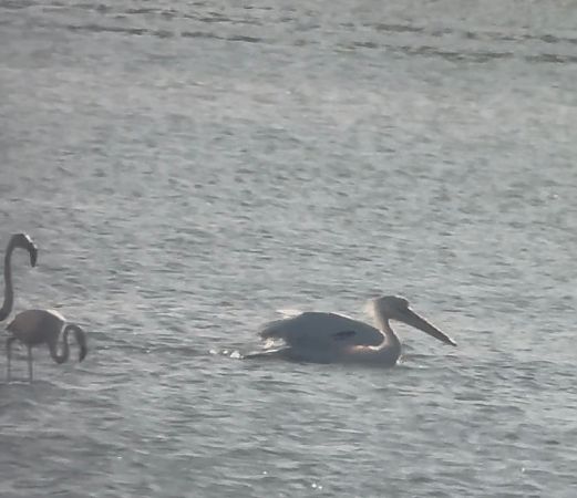 Pellicano comune  - Willem Van Rij