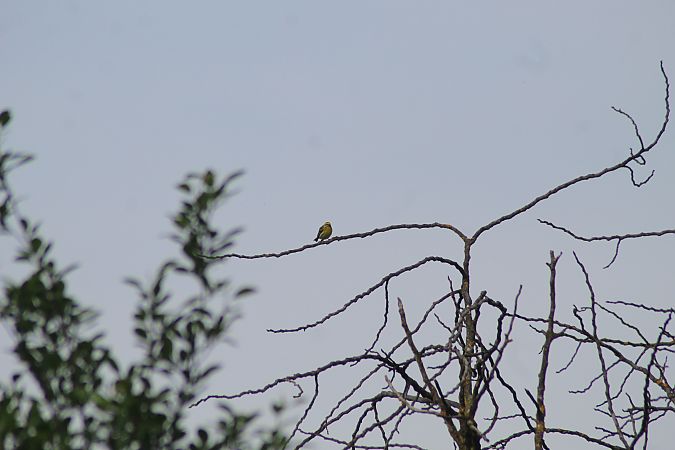 Verzellino  - Giulia Trentin