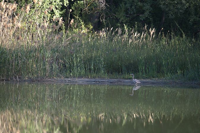 Airone cenerino  - Emmanuelle Gay