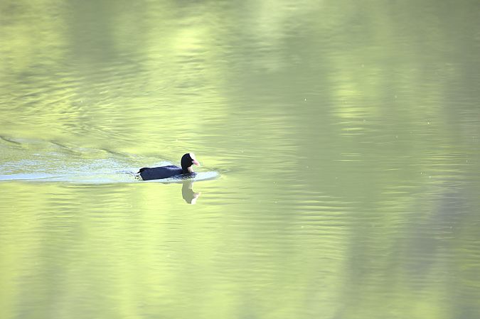 Folaga  - Emmanuelle Gay