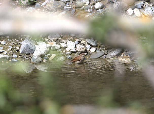 Usignolo  - Emmanuelle Gay