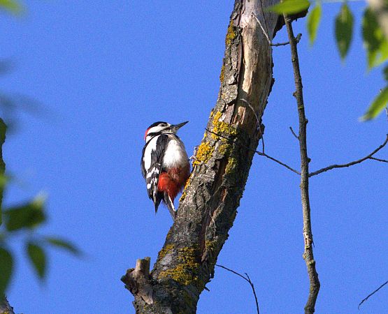 Picchio rosso maggiore  - Emmanuelle Gay