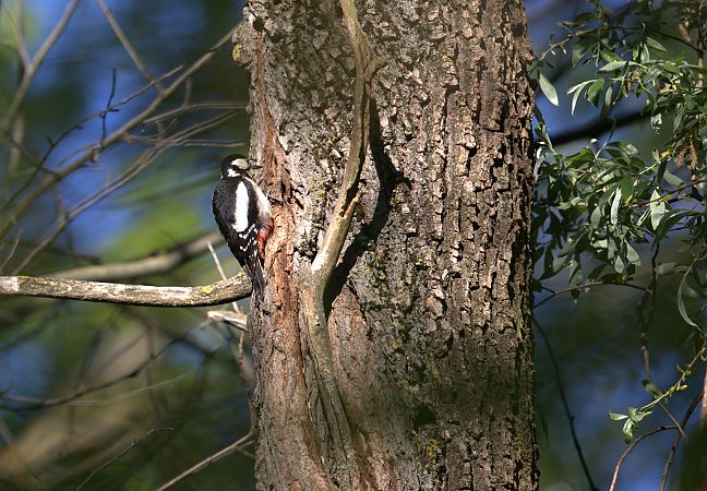 Picchio rosso maggiore  - Emmanuelle Gay