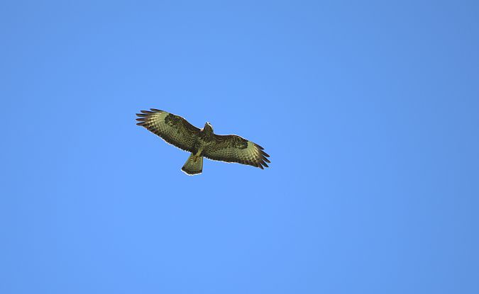 Poiana  - Emmanuelle Gay