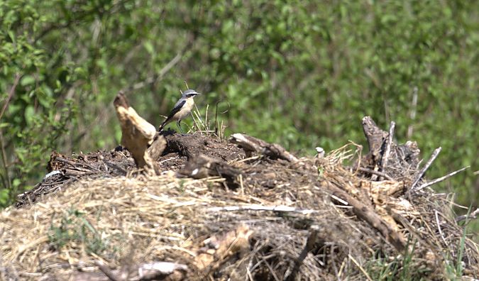 Culbianco  - Emmanuelle Gay