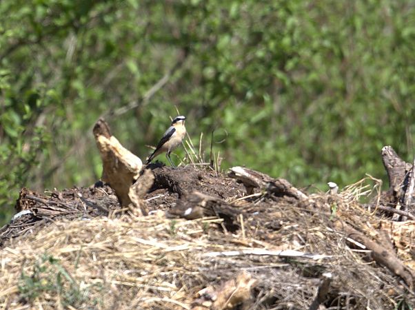 Culbianco  - Emmanuelle Gay
