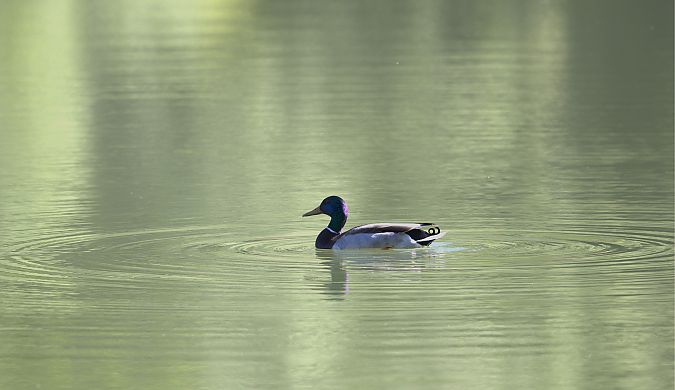Canard colvert  - Emmanuelle Gay