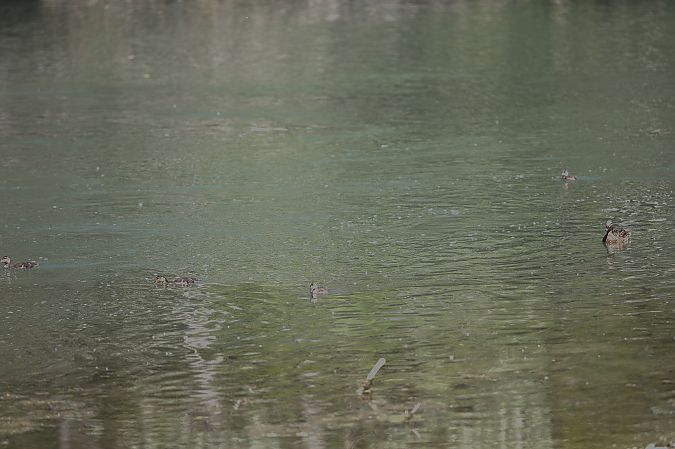 Germano reale  - Emmanuelle Gay