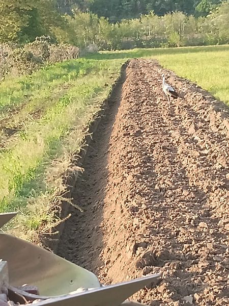 Cicogna bianca  - Anonimo