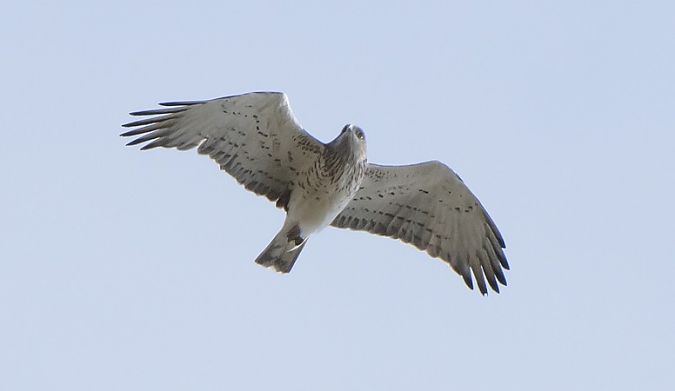 Biancone  - Giovanni Fontana