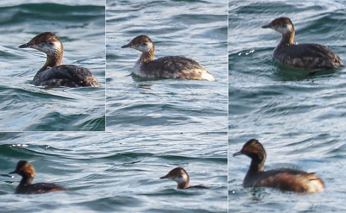 Svasso cornuto  - Giovanni Fontana