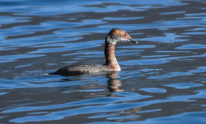 Svasso cornuto  - Giovanni Fontana