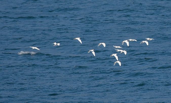 Airone guardabuoi  - Giovanni Fontana