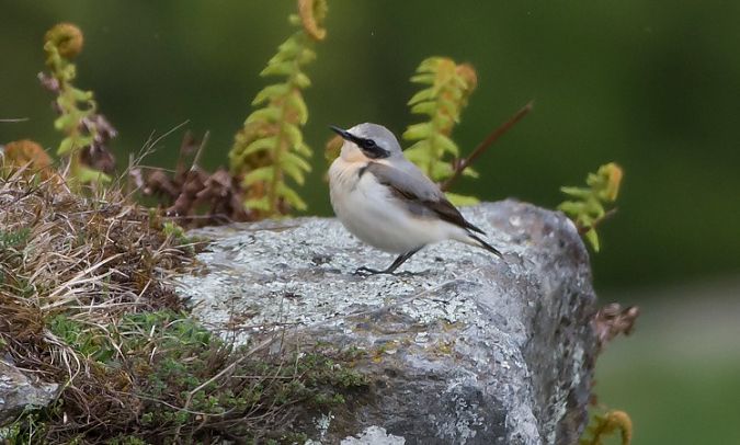 Culbianco  - Giovanni Fontana