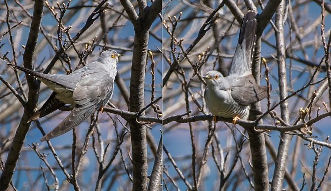 Cuculo  - Giovanni Fontana