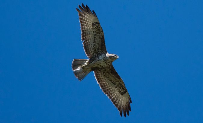 Poiana  - Giovanni Fontana