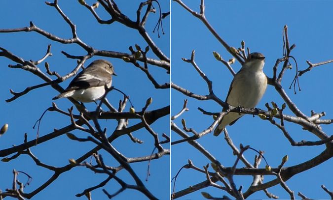 Balia nera  - Giovanni Fontana