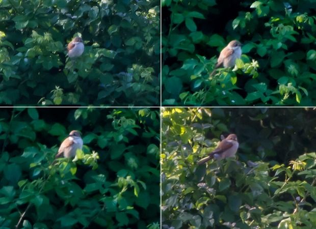 Averla piccola  - Giovanni Fontana