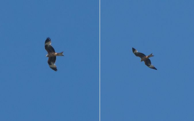 Nibbio reale  - Giovanni Fontana