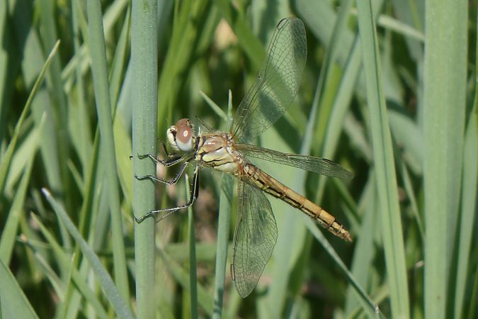Sympetrum fonscolombei  - Fausto Leandri
