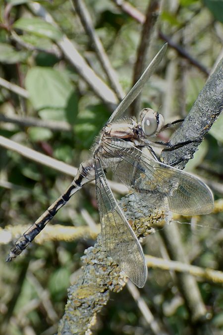 Orthetrum albistylum  - Fausto Leandri
