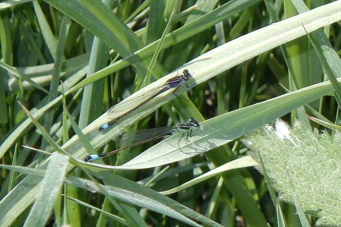 Ischnura elegans  - Fausto Leandri