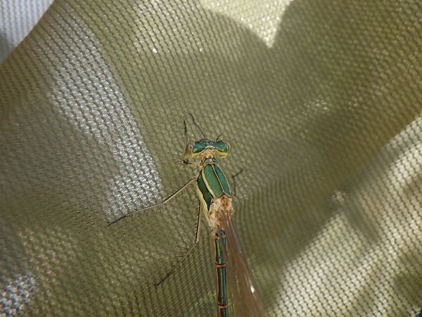 Lestes barbarus  - Fausto Leandri