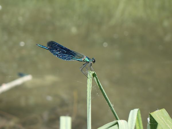 Calopteryx splendens  - Fausto Leandri