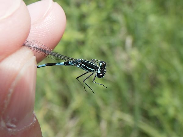 Coenagrion pulchellum  - Fausto Leandri