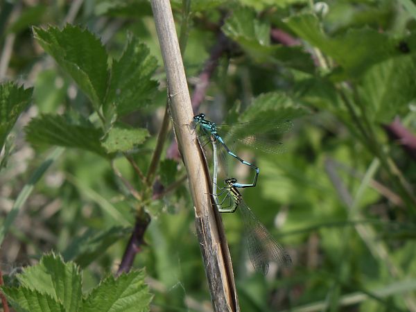 Coenagrion pulchellum  - Fausto Leandri