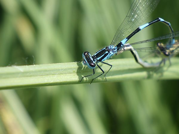 Coenagrion pulchellum  - Fausto Leandri