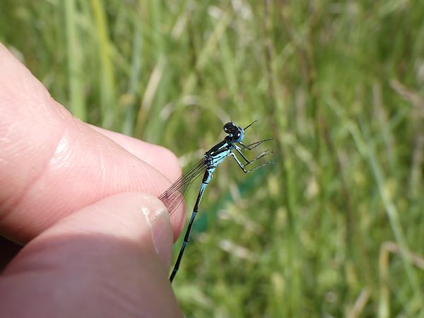 Coenagrion pulchellum  - Fausto Leandri