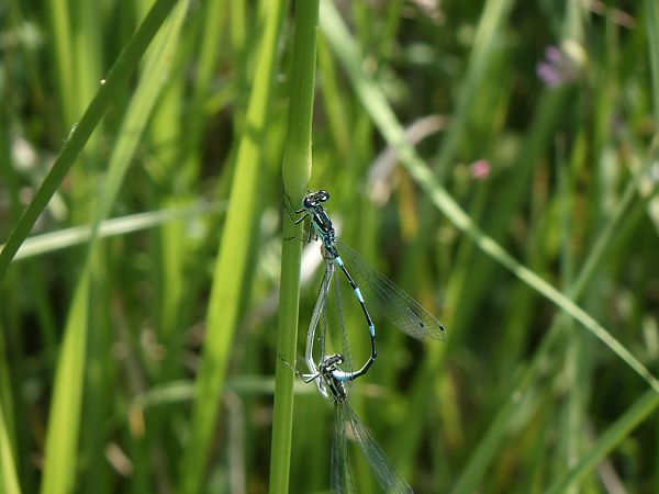 Coenagrion pulchellum  - Fausto Leandri