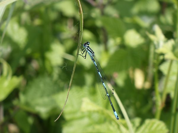 Coenagrion pulchellum  - Fausto Leandri