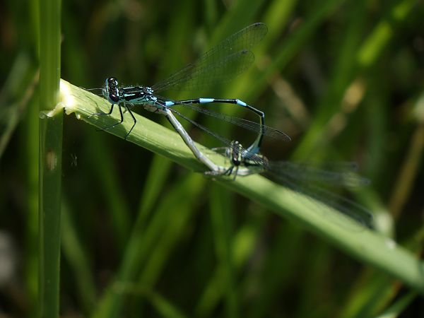 Coenagrion pulchellum  - Fausto Leandri