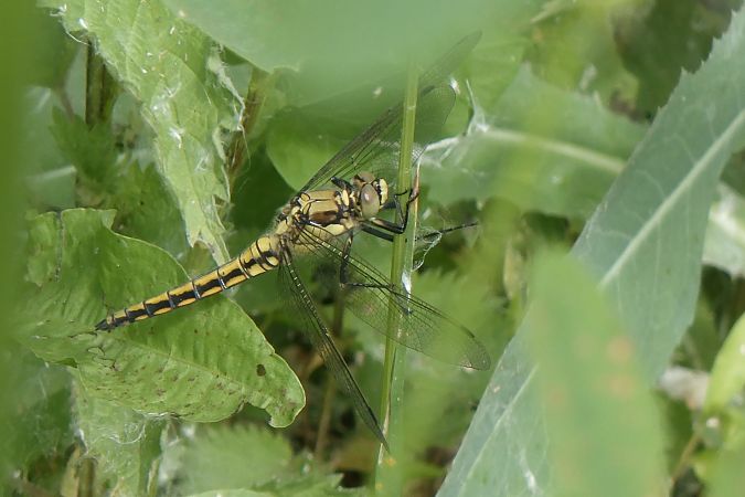 Orthetrum cancellatum  - Fausto Leandri