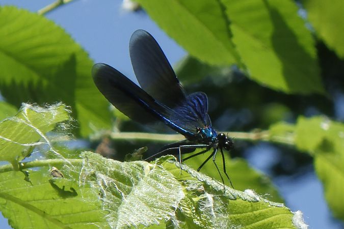 Calopteryx splendens  - Fausto Leandri