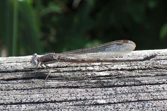 Gemeine Winterlibelle  - Fausto Leandri