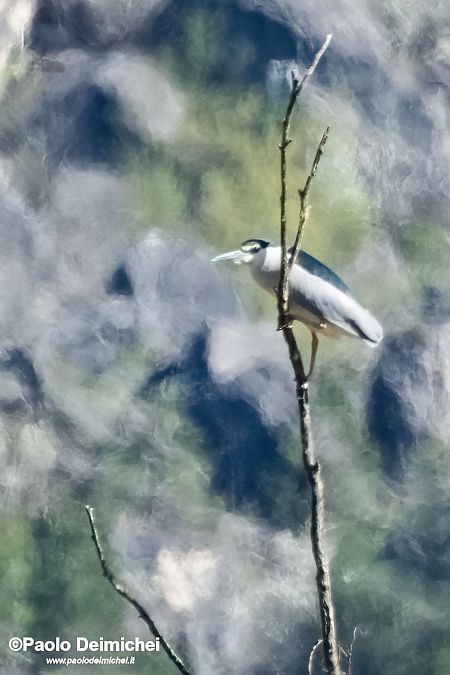 Nitticora  - Paolo Deimichei