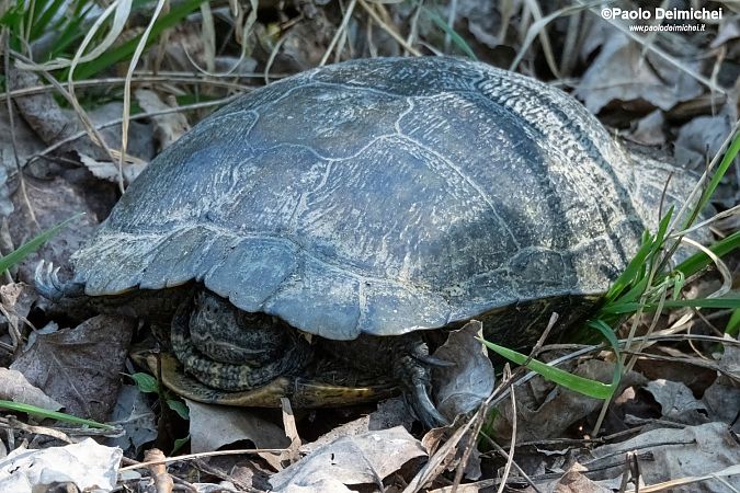 Testuggine palustre americana  - Paolo Deimichei