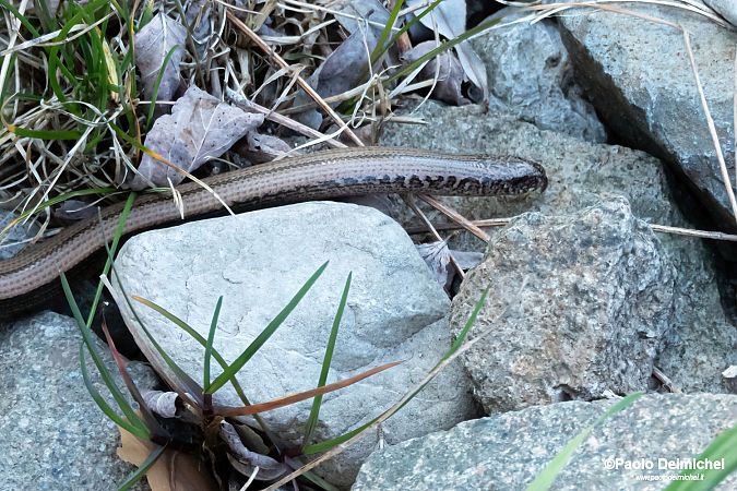 Orbettino (tutte le specie)  - Paolo Deimichei
